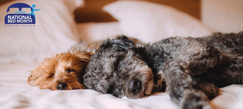 National Bed Month