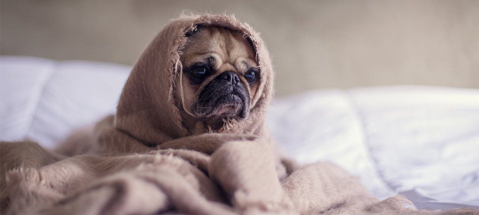 Tired Dog