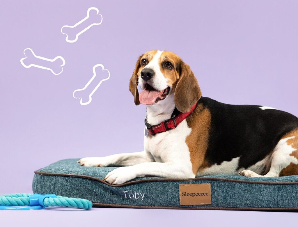 dog on personalised Sleepeezee flat dog bed