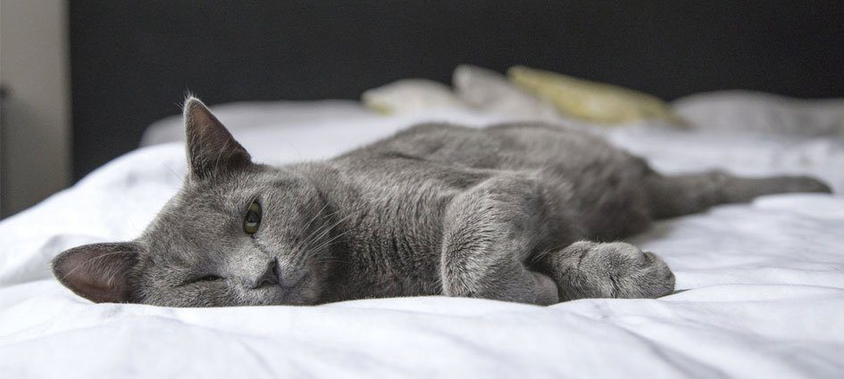 Sleep Facts