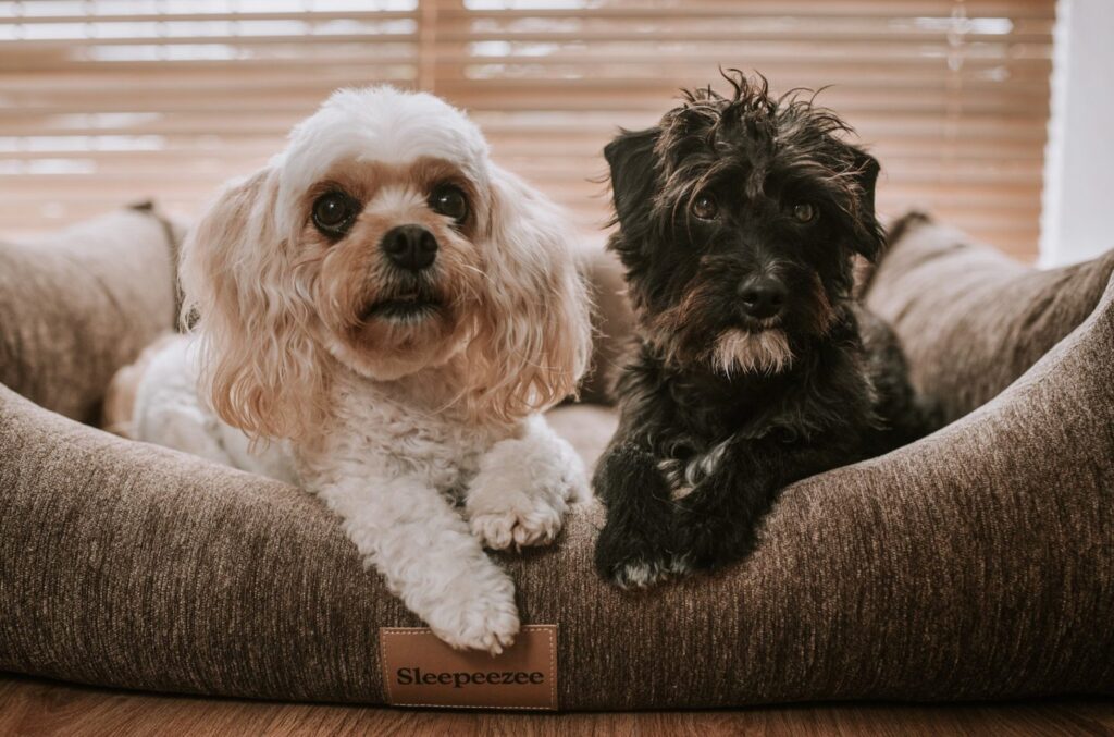 Dog Friendly Hotels