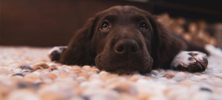 Dog lying on a rug looking up