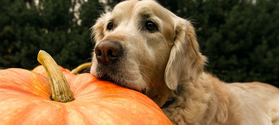 dog head resting on pumpkin