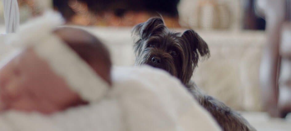 dog looking at a baby in their cot
