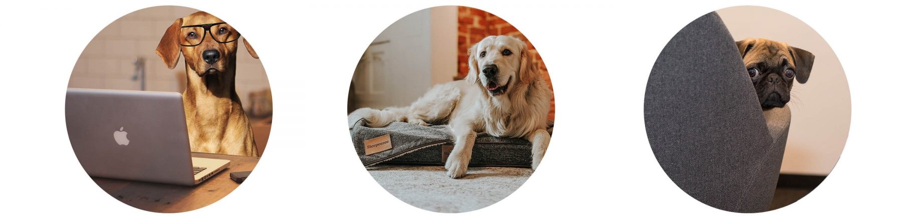 Office Dog Benefits