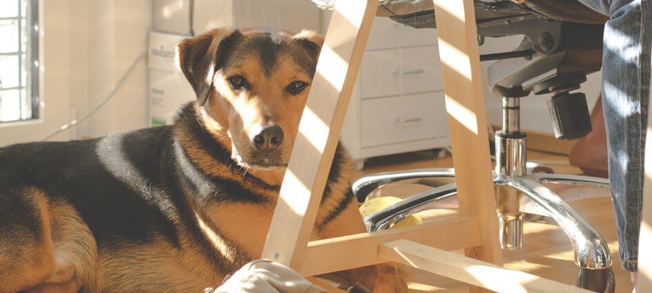 Office Dog