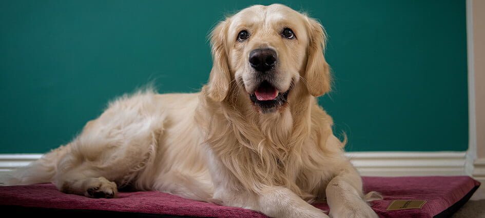 Choose The Perfect Dog Bed