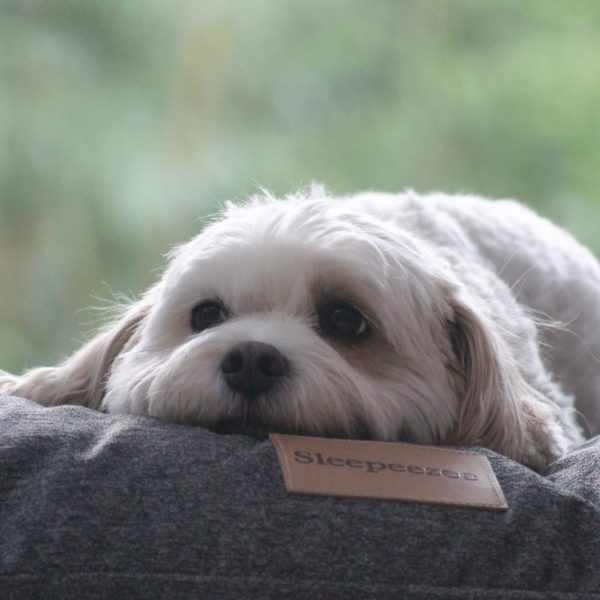 Pillow Bed - Image 3