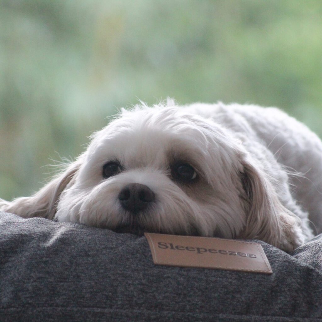 Pillow Bed