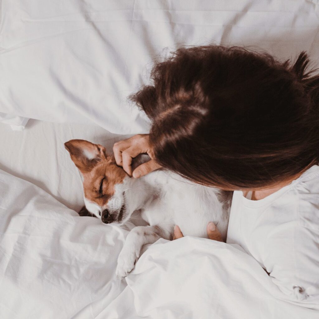 dog in bed