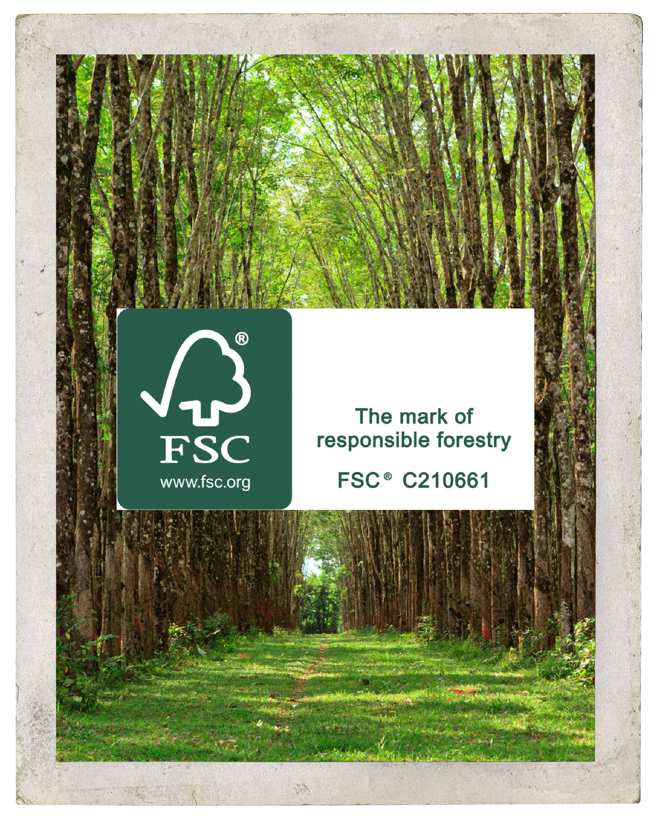 FSC The mark of responsible forestry